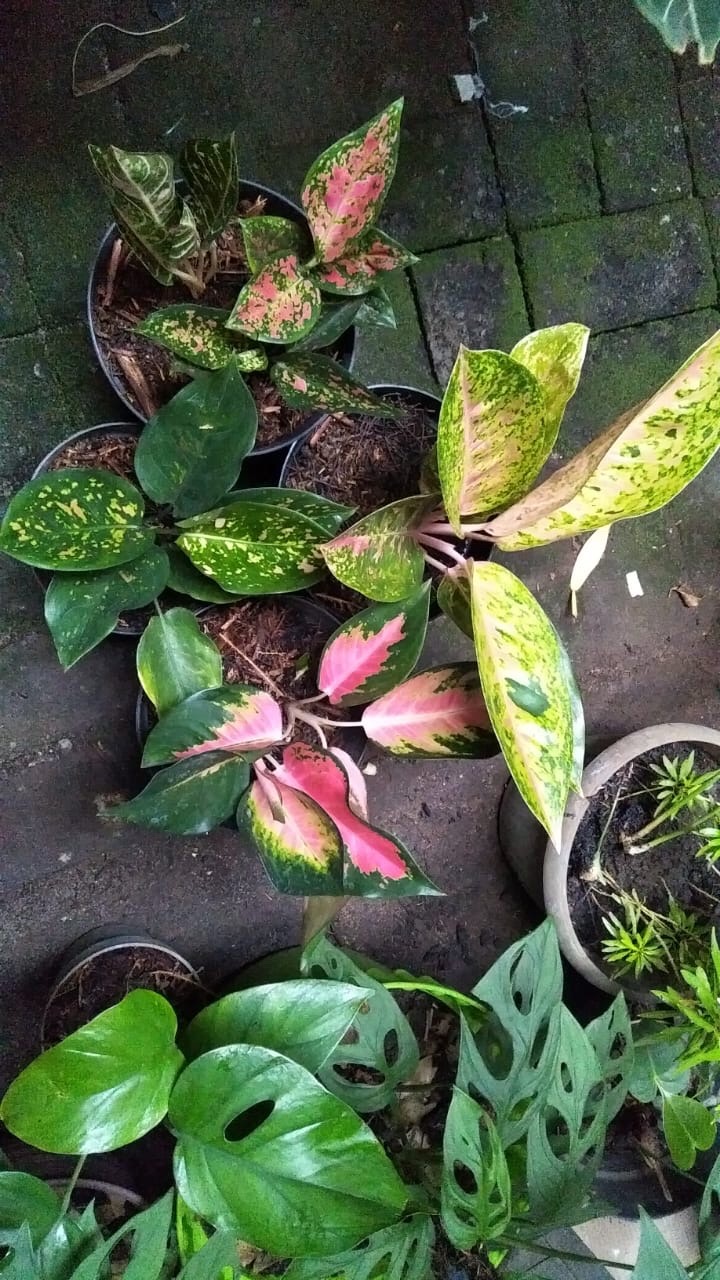 Bunga Aglonema Paket 3 Batang