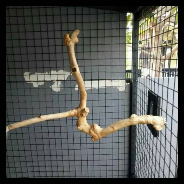 Tangkringan Kayu Kopi