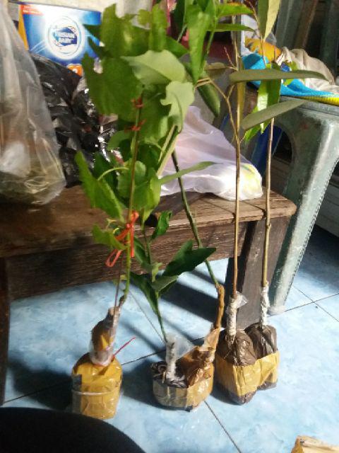 Bibit Anggur Jupiter Import. Bisa Untuk Tambulapot Harga Sanggat Terjangkau Bisa Cod