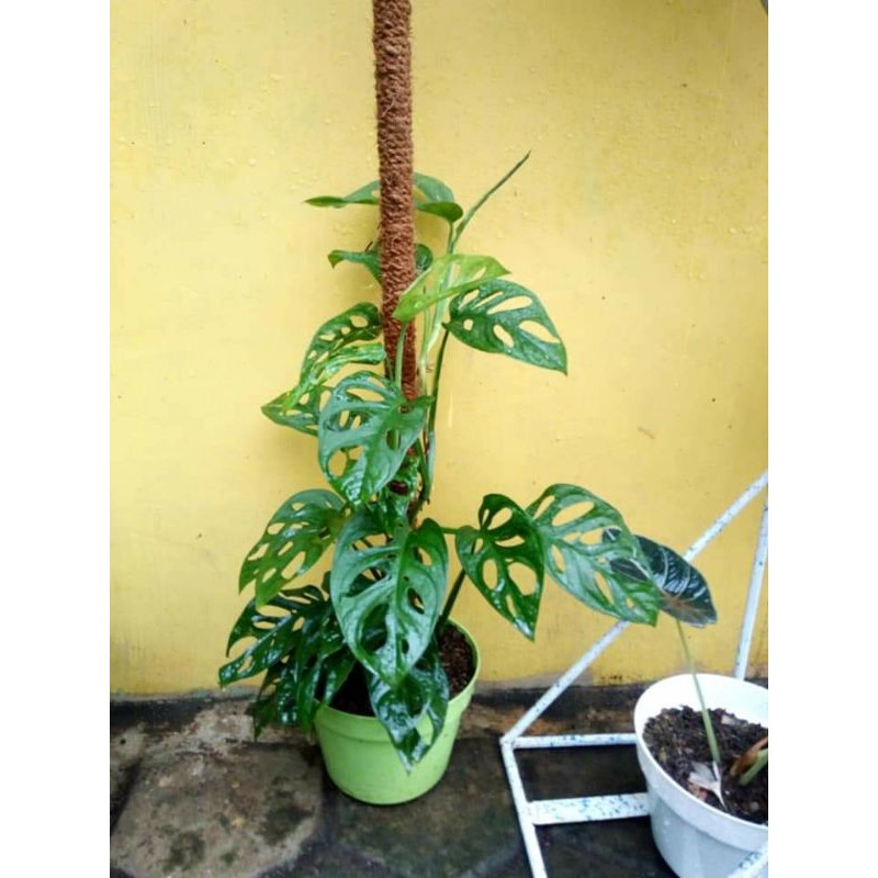 Turus Penyangga Tanaman Hias Janda Bolong Aglonema Monstera