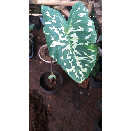 colocasia hillo beauty