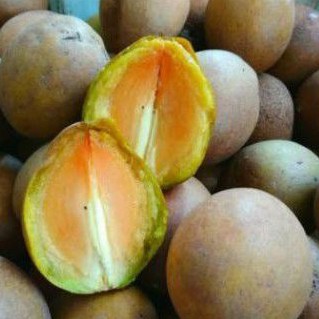 

sawo madu
