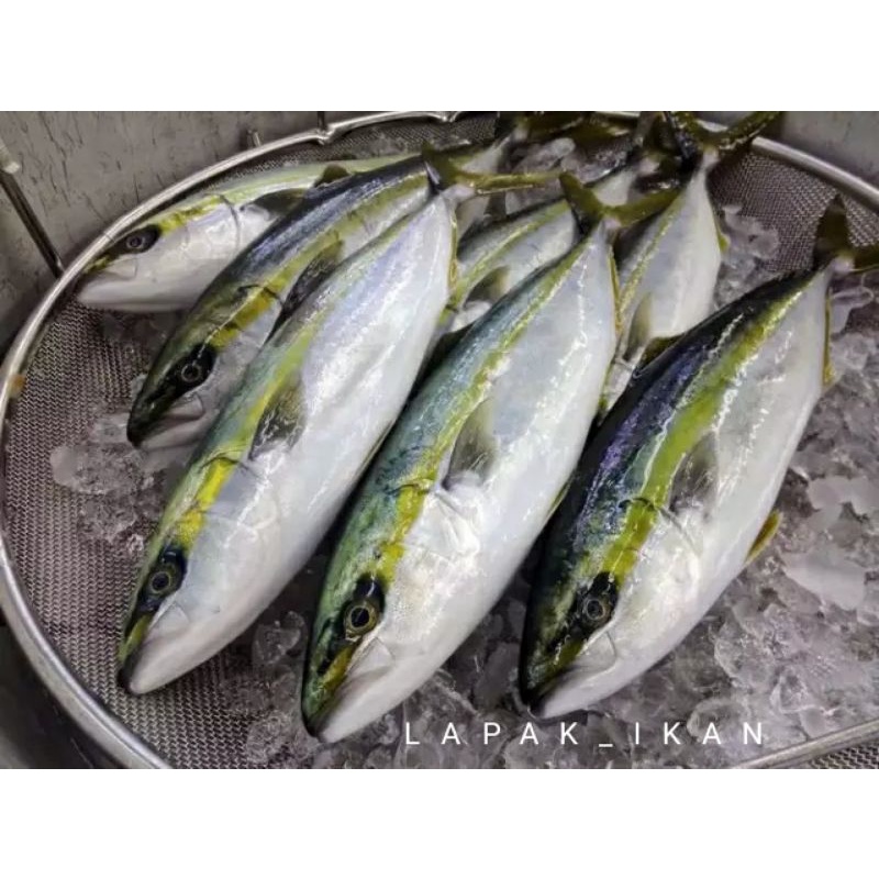 

Ikan Salem Segar 1Kg Hasil Laut Segar