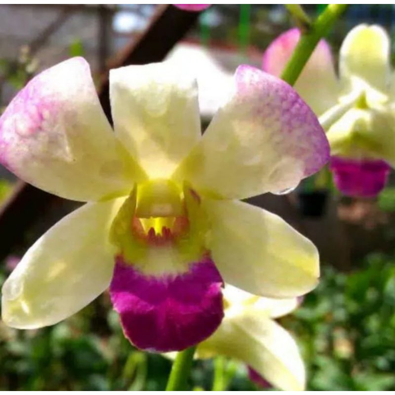 Pohon Bunga Anggrek Dendrobium Paramot Dewasa Sudah Spike