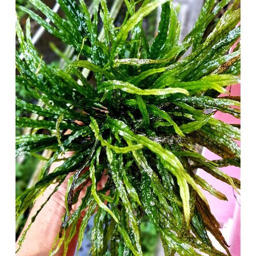 Kadaka Needle 1 Clumb 165 Daun - Tanaman Aquascape