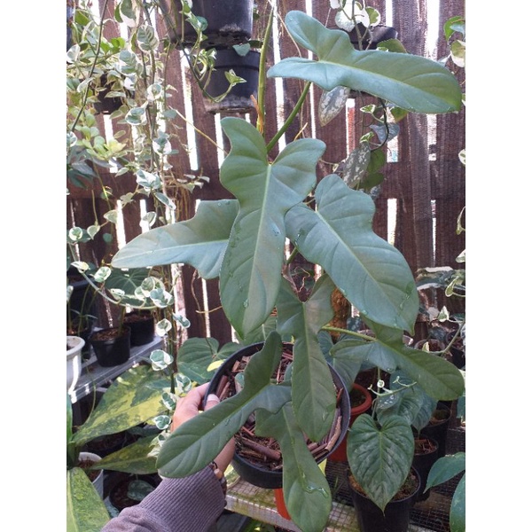 PHILODENDRON VIOLIN TANAMAN HIAS PHILODENDRON BIPENNIFOLIUM TANAMAN INDOOR