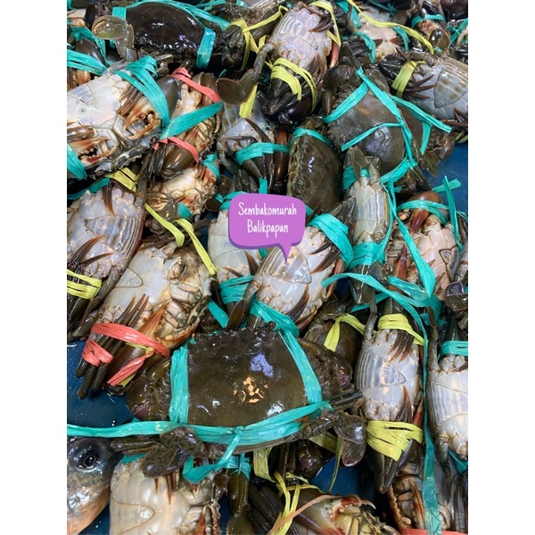 

kepiting hidup