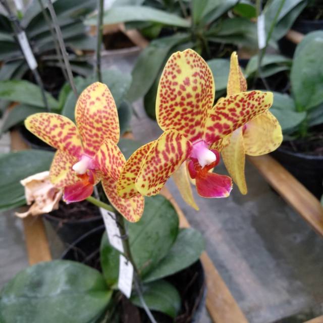 Paket 10 Tanaman Anggrek Bulan Phalaenopsis Hibrit Dewasa Shopee Indonesia