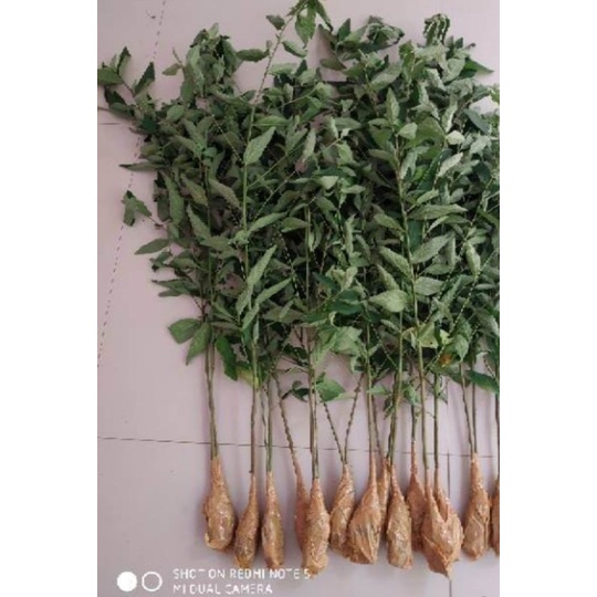 

daun sidaguri / sidagori perpohon