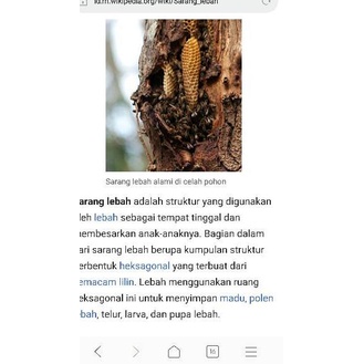 

[PRODUK KFKIA] [COD] MADU SARANG MURNI HONEYCOMB MELLIFERA CERANA SARANG MADU 250Gr Asli 100% 8AG