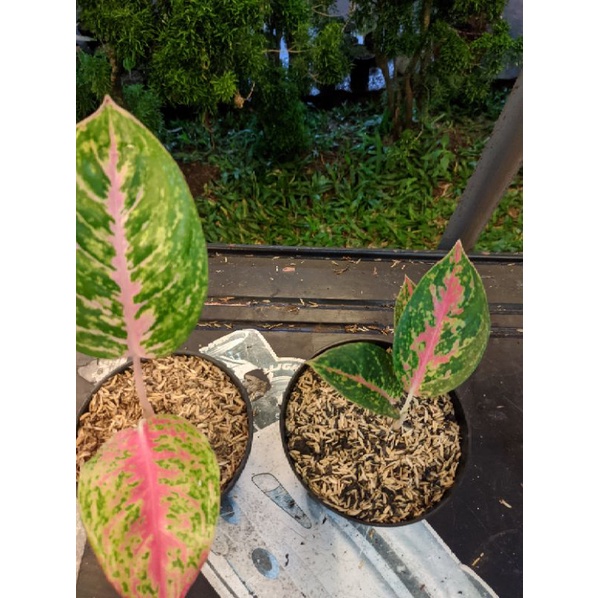 paket 3 Anakan aglonema sweet dream