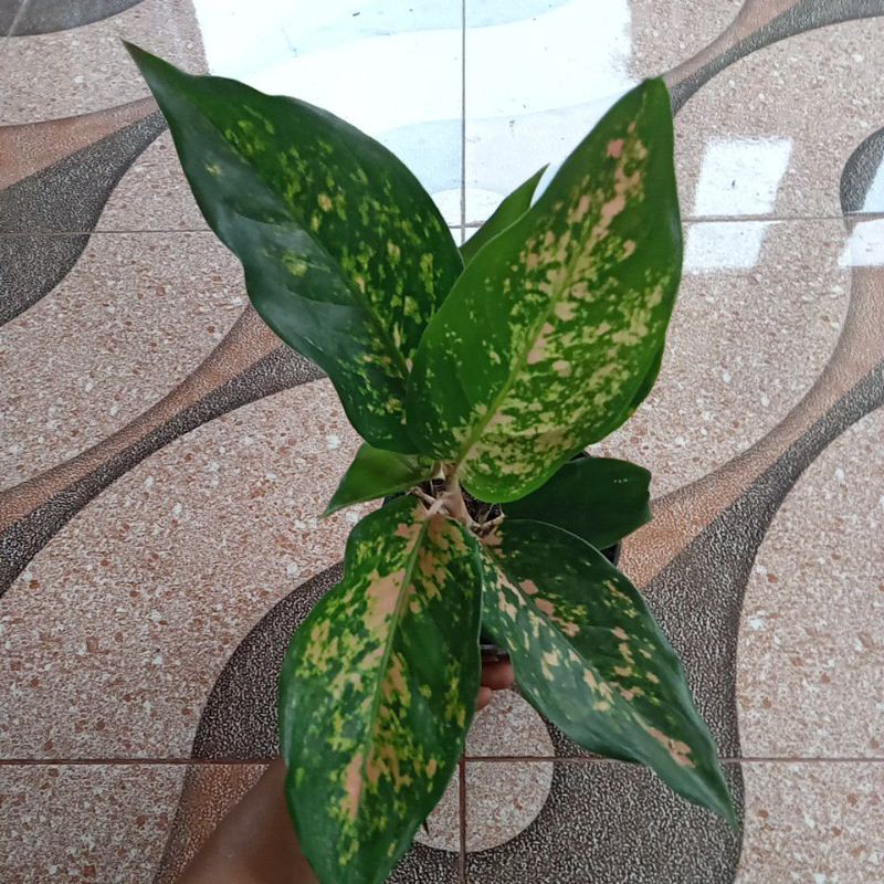 (BISA COD Aglonema kochin tembaga indukan bahan tani