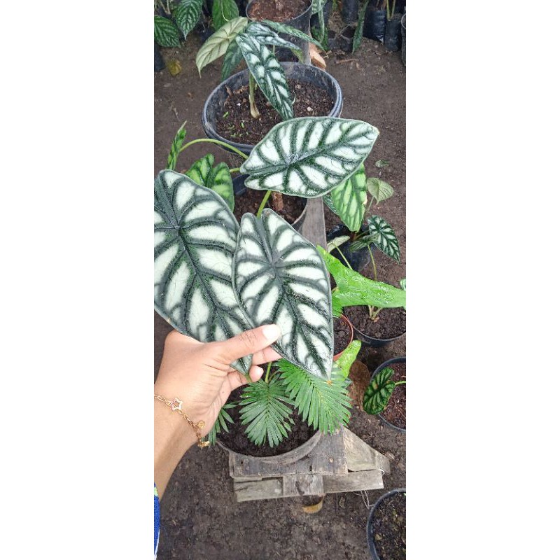 Bunga keladi tengkorak silver remaja