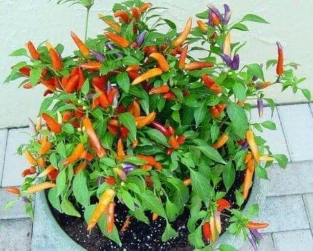 ID PAKET BENIH - BIJI - BIBIT 10 JENIS CABE UNIK HIAS CABAI WARNA WARNI ORNAMENTAL CABE PELANGI