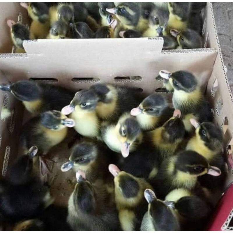 Anak Bebek Hibrida - Dod Bebek Hibrida - Beli 10 Gratis 1 Ekor