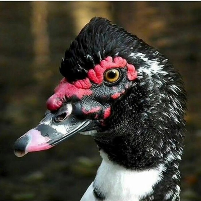 

Telur Bebek Entok Dragon Hitam Untuk Ditetaskan Fertil