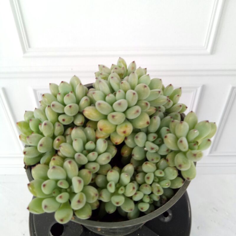 suculent kaktus Succulent jelly bean