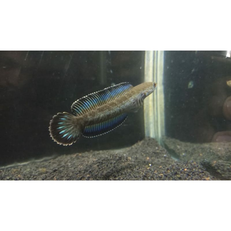 channa andrao 9-10cm