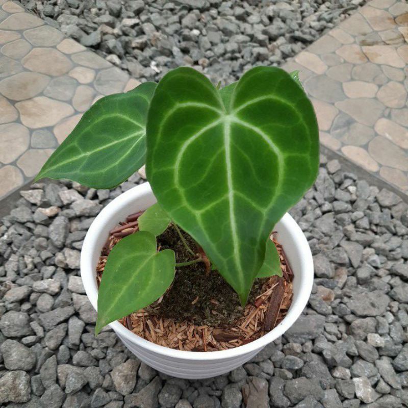 Anthurium King Tarantula Original