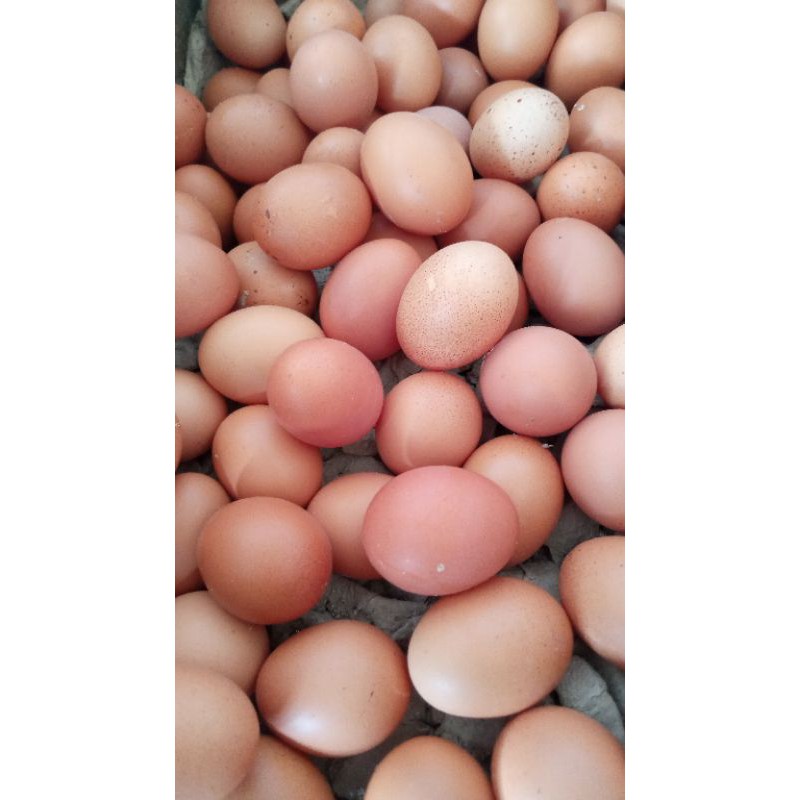 

telur ayam 1kg