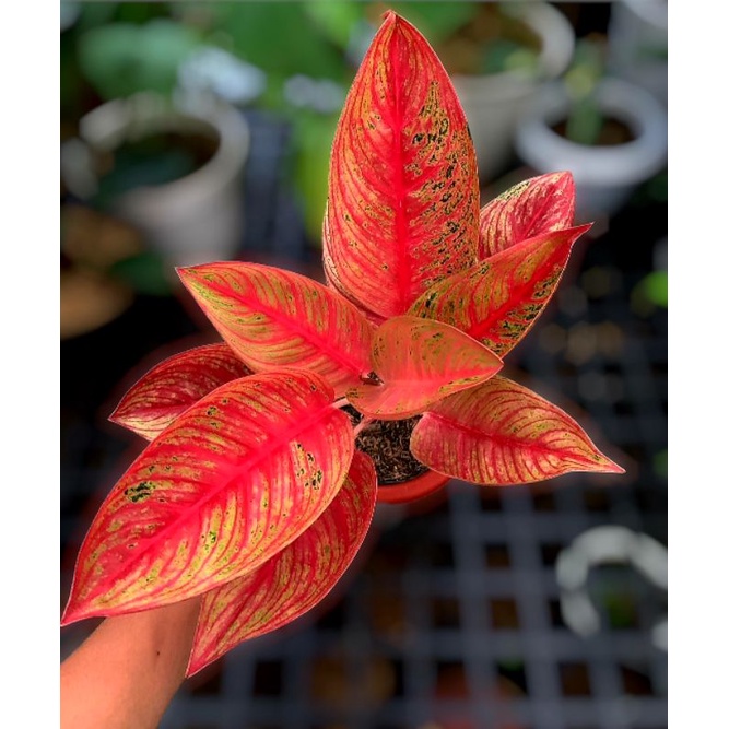 Aglonema Legacy Tulang Merah / Tanaman hias bunga aglonema aglaonema Legacy merah murah kualitas Lok