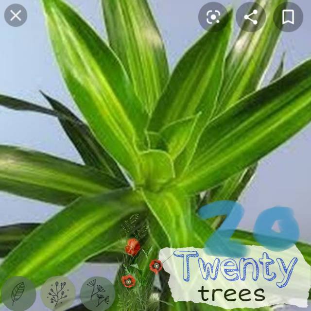 Tanaman hias Song Of Ijo / Jamaica / Tanaman hias hidup / tanaman hias / tanaman gantung / tanaman hias gantung / tanaman hias murah / tanaman hias hidup murah / pohon hias