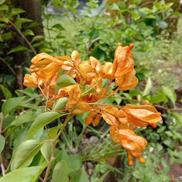 Bugenvil Anggur Kuning (bibit)