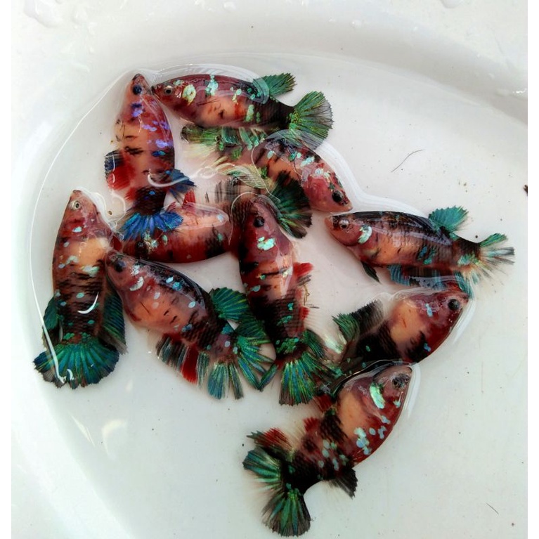 

female multycolor