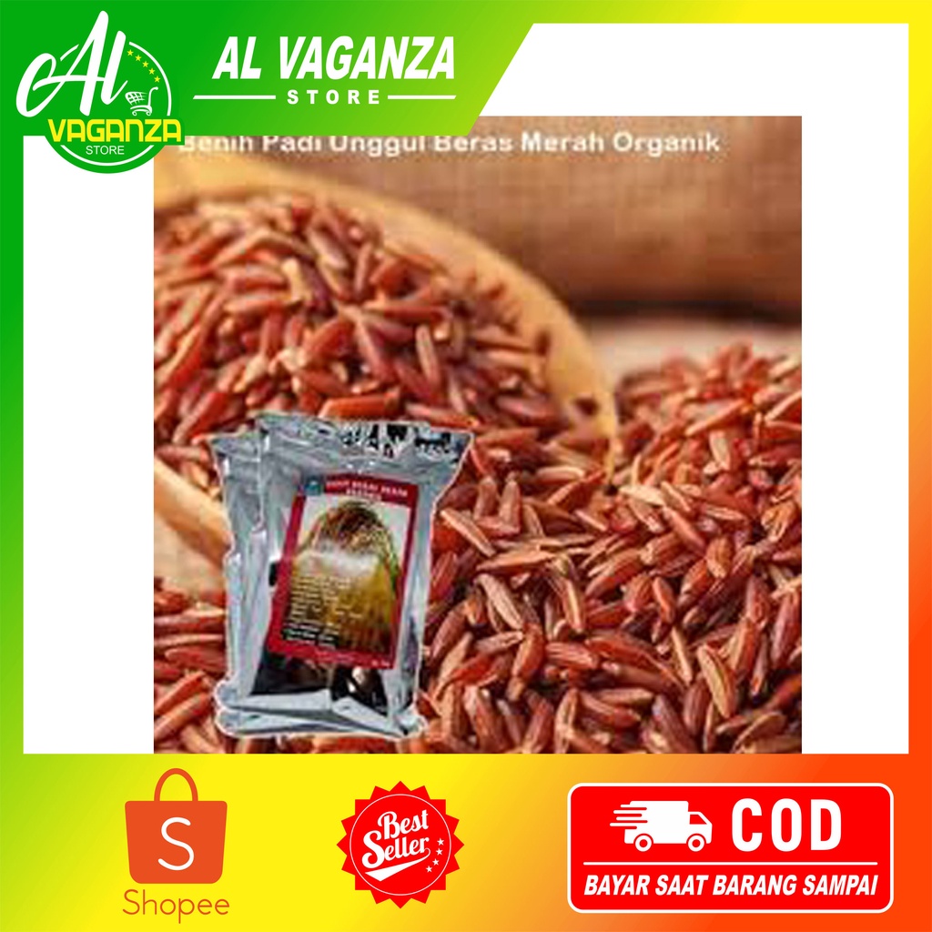 Bibit Padi Unggul Beras Merah