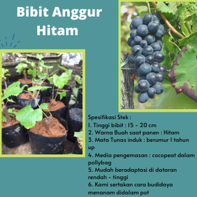 Bibit Anggur Hitam Bali B3H
