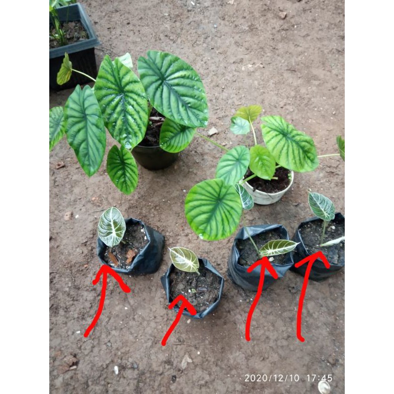 Alocasia tengkorak Hijau