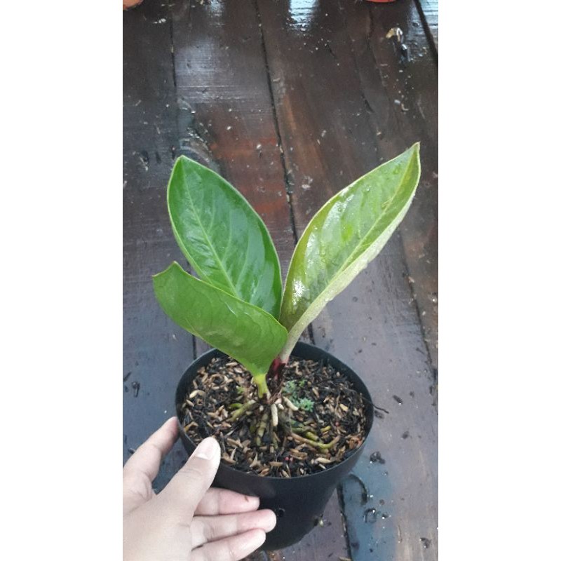 Jemani Mangkok Tornado varigata