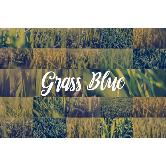 88 Hd Grass Backgrounds Set - JPEG Ultra HD - Stock Photo