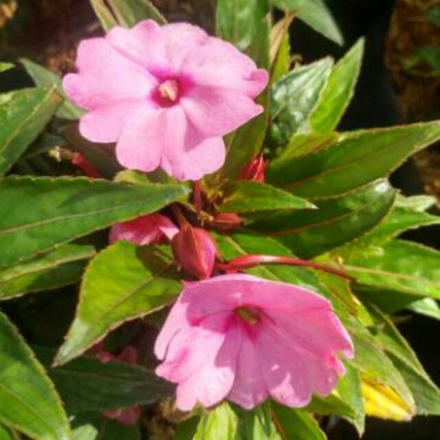 Tanaman hias bunga pacar air pink
