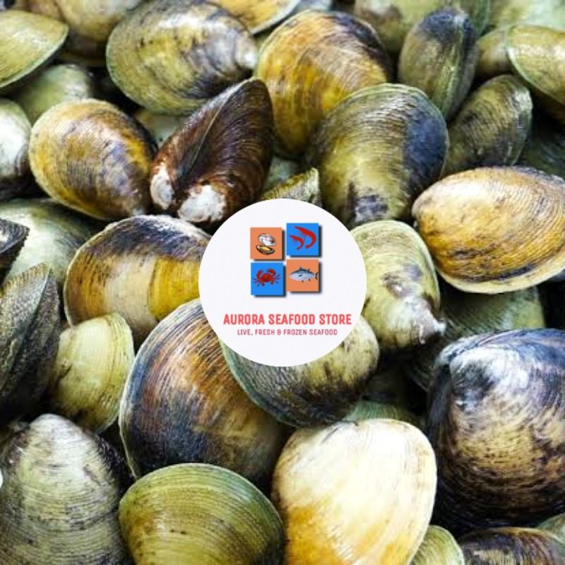 

kerang erosa / Jimbaran / totok