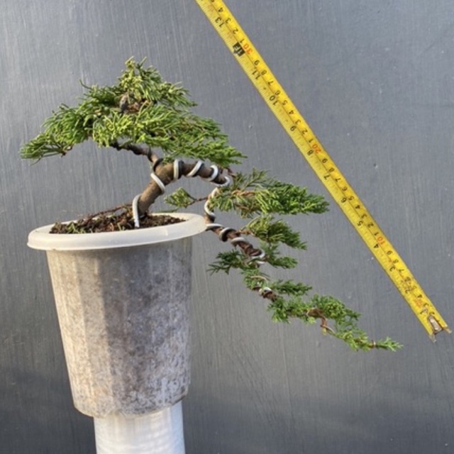 bonsai Cemara chinensis semi cascade / cascade, prospek termasuk pot