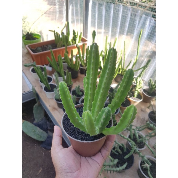 kaktus ownroot