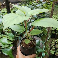 Bibit Tanaman Buah Kiwi Golden Import - bergaransi