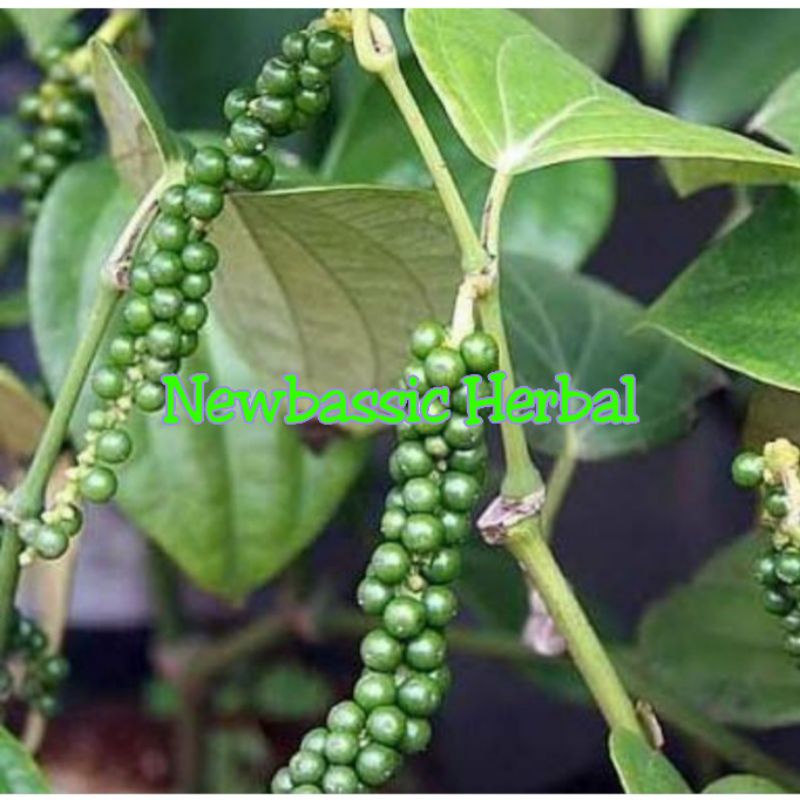 

lada hijau merica paket hemat 250 gram