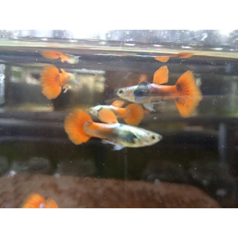 ikan guppy PRTDE platinum read tail dumbo ear