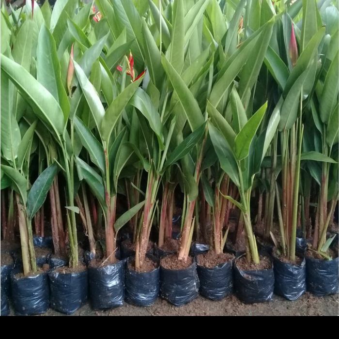 TERMURAH TANAMAN HIAS HELICONIA BUNGA MERAH - PISANG HELICONIA - PISANG PISANGAN