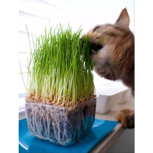 150 Biji - Benih Biji Rumput Gandum Kucing Wheat Grass Kucing