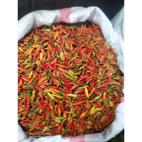 

Cabe rawit murah