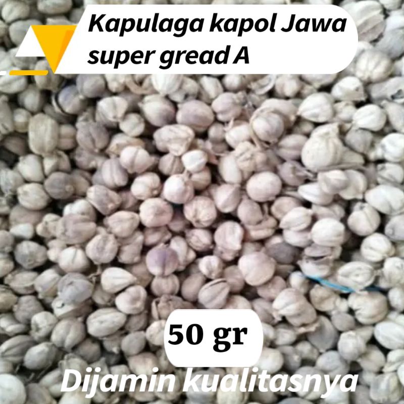 

KAPULAGA KAPOL JAWA KUALITAS SUPER