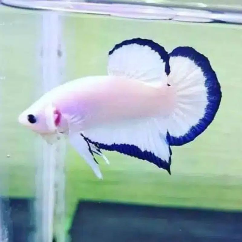 Bahanan Ikan Cupang Blue Rim