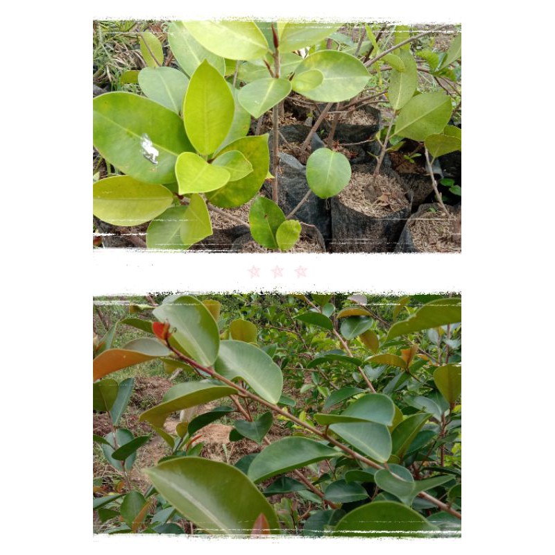 iprik silver pucuk merah