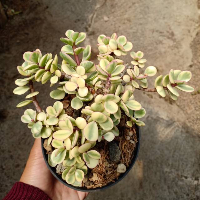 Portulacaria Afra Variegata Bonsai
