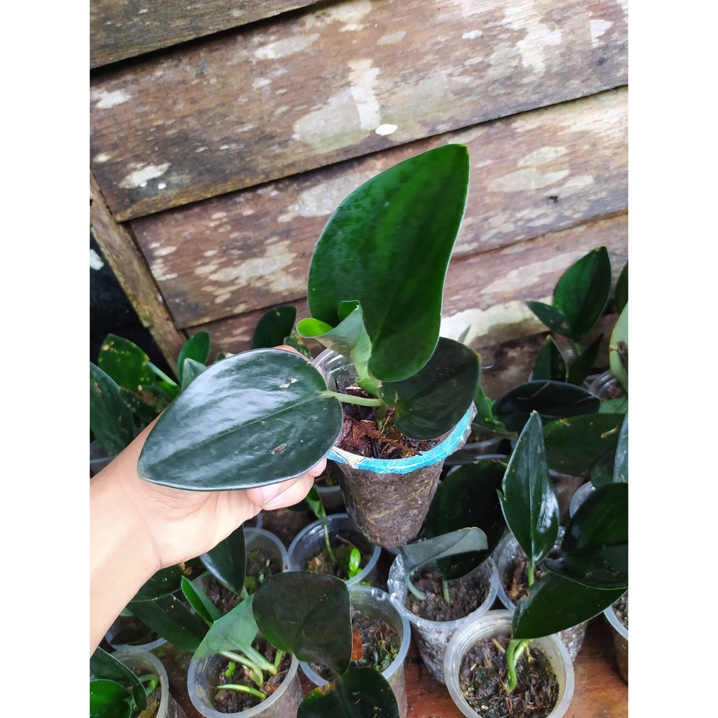 Scindapsus treubii dark form/Scindapsus black