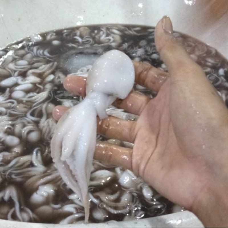 

Baby Octopus Baby Gurita Seafood Hasil Laut Segar 1 Kg