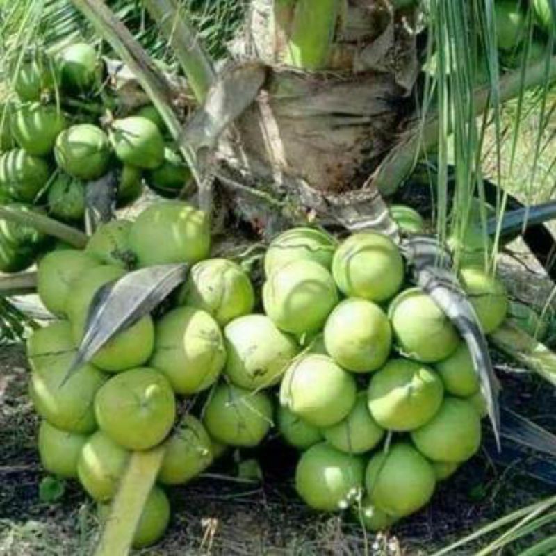 

BIBIT KELAPA